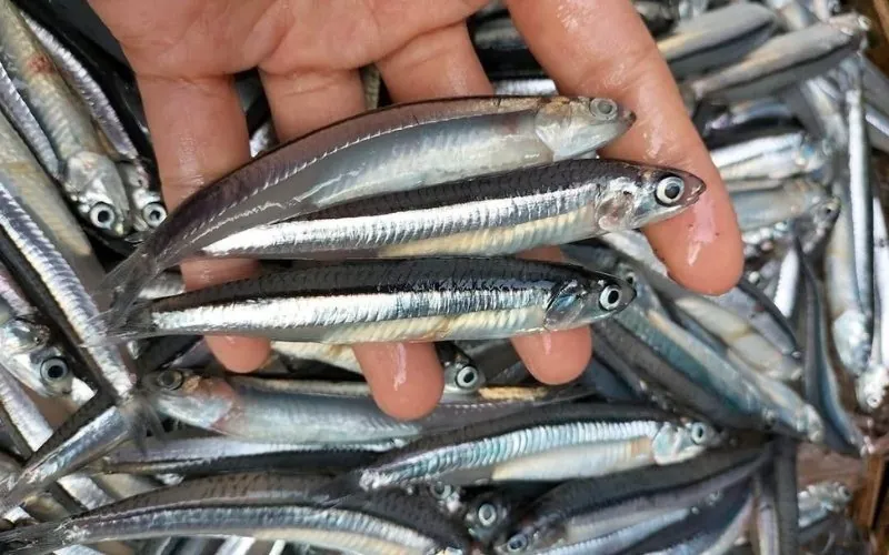 Bàn tay cầm những con cá cơm thân to, dài